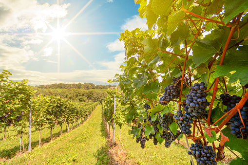 Inside the Spanish Wine Industry: Trends, Challenges, and Opportunities